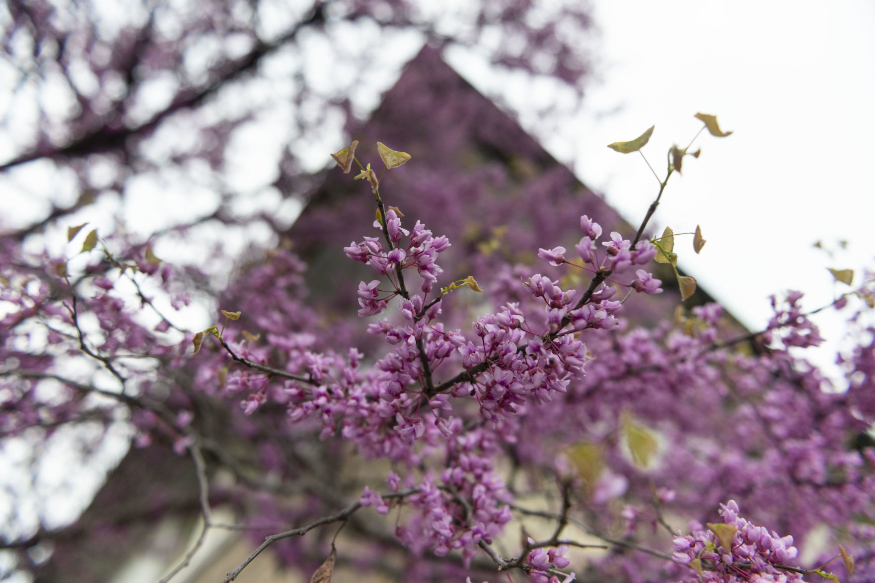 IN BLOOM
